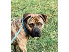 Adopt Mousse a Mixed Breed, Boxer