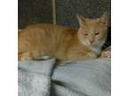 Adopt Johnny (adult male) a Domestic Short Hair