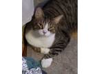 Adopt Lucky R (adult male) a Domestic Short Hair