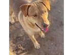 Adopt Marvin a Labrador Retriever, Cattle Dog