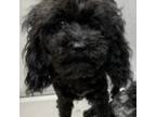 Poodle (Toy) Puppy for sale in Tucker, GA, USA