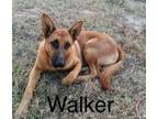 Adopt Walker a German Shepherd Dog