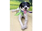 Adopt Gabriel a Australian Cattle Dog / Blue Heeler