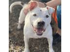 Adopt Big Papa a Pit Bull Terrier