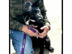 Adopt Bux a Black Labrador Retriever, German Shepherd Dog
