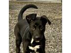 Adopt TJ a Black Labrador Retriever, German Shepherd Dog