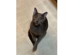 Adopt Blue (Courtesy Post) a Russian Blue