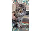 Adopt Wookie a Domestic Short Hair