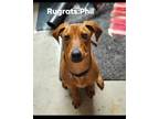 Adopt Rugrats2 : Phil a Coonhound