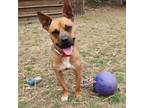 Adopt Kody a Boxer, American Staffordshire Terrier