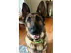 Adopt Leonardo Di Barkio a German Shepherd Dog