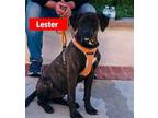 Adopt Lester a Labradoodle