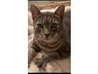 Adopt Sean Connery a American Shorthair