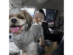 Adopt Noah a Shih Tzu