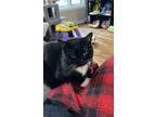 Adopt Oreo (m) 1.5 yrs old tuxedo a Tuxedo, Domestic Short Hair