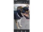 Adopt Fez a German Shepherd Dog