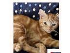 Adopt Cecil a American Shorthair