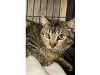 Adopt Toby a Tabby
