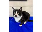 Adopt Chappie a Tuxedo