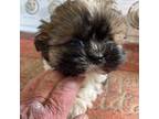 Shih Tzu Puppy for sale in Lyons, NE, USA