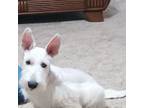 Scottish Terrier Puppy for sale in Stigler, OK, USA