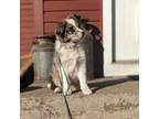 Border Collie in Training