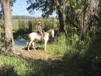 Perlino Tennessee Walking Horse Gelding