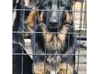 German Shepherd Dog Puppy for sale in Lawrenceville, GA, USA