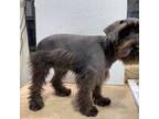 Schnauzer (Miniature) Puppy for sale in Oxnard, CA, USA