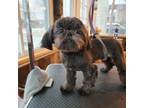Shih Tzu Puppy for sale in South Euclid, OH, USA