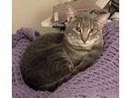 Pebbles Domestic Shorthair Young Male