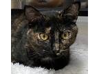 Harmony Domestic Shorthair Young Female