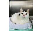 Ice Bear Domestic Shorthair Adult Male