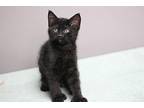 Jett (polydactyl) Domestic Shorthair Kitten Female