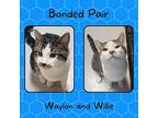 Waylon and Willie (Bonded Pair) Domestic Shorthair Adult Male