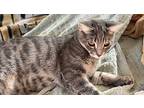 Harvest Domestic Shorthair Young Female