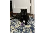 Carolyn Domestic Shorthair Adult Female