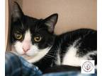 Piper Domestic Shorthair Young Female