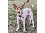 Pumpkin Rat Terrier Young Female