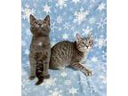 Pumpkin and Binx Domestic Shorthair Kitten Male