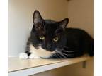 George Domestic Shorthair Adult Male