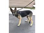 Ravenna German Shepherd Dog Young Female