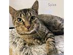 Spice Domestic Shorthair Young Male