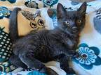 Buzz Domestic Shorthair Kitten Male
