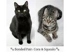 Cora and Srgt. Squeaks Domestic Shorthair Young Female