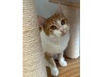 Analisa Domestic Shorthair Young Female