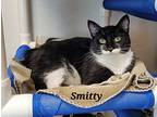 Smitty Domestic Shorthair Young Female