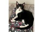 Charlie Domestic Shorthair Kitten Male