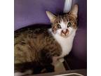 Hank (bonded with Spook) Domestic Shorthair Young Male