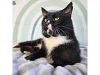 Grasshopper Domestic Shorthair Adult Male